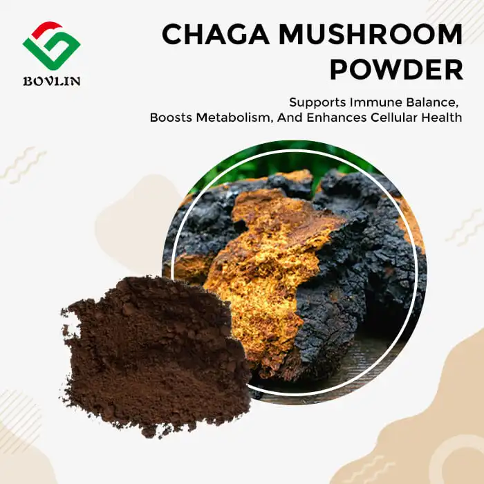 Chaga Mushroom Extract Powder